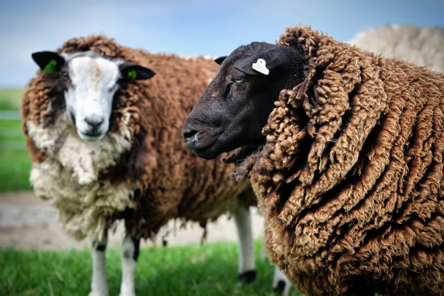 Close-up van twee bruine schapen