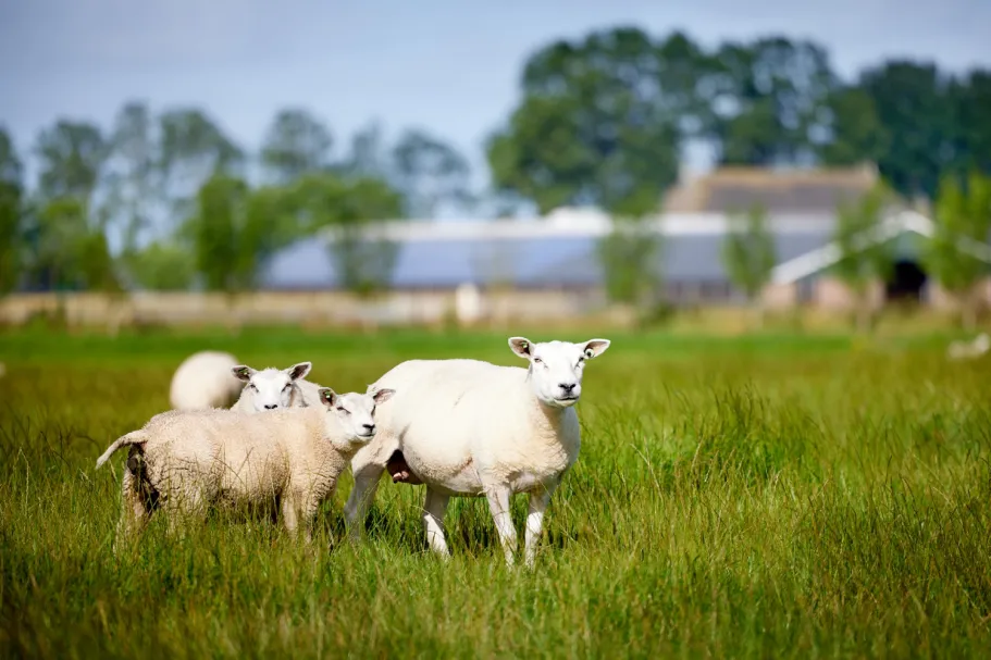 Schapen in weiland met bomen en water op de achtergrond