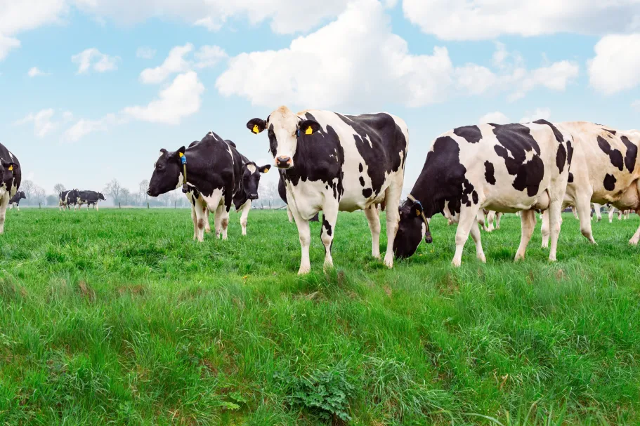 Een kudde Holsteinse koeien graast op weelderig groen gras in een open veld