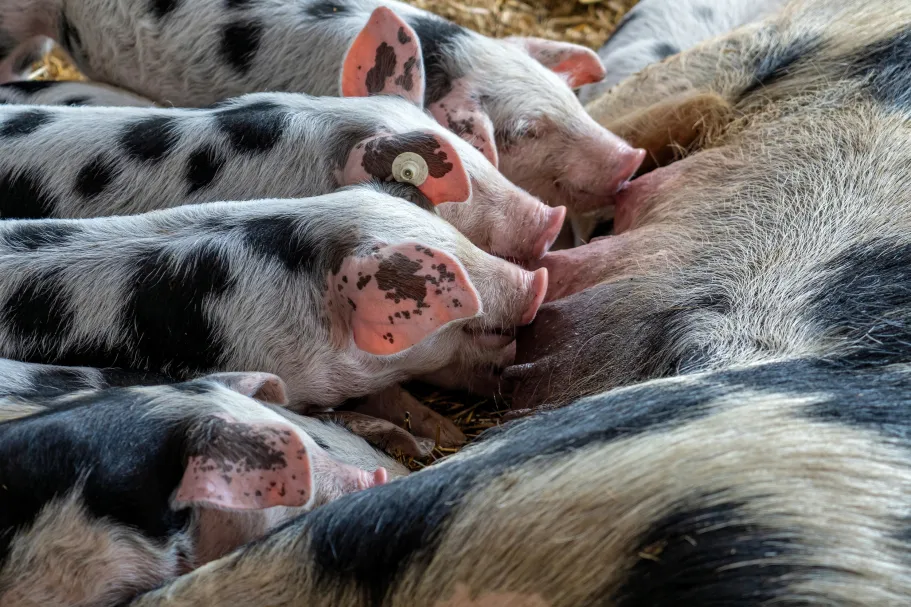 De impact van een negatief energiebalans op varkens: fenotypische en moleculaire reacties van granulosa cellen