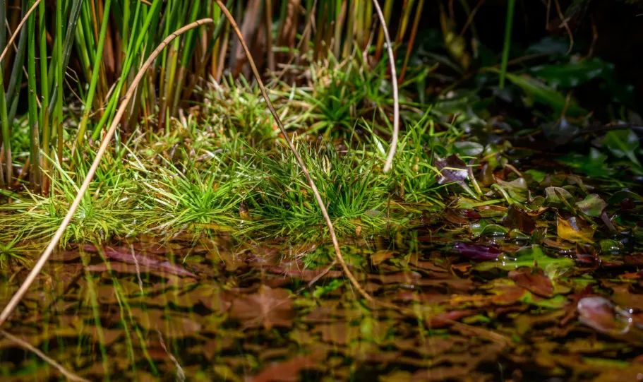 The Effects of Antimicrobials on Aquatic Ecosystems