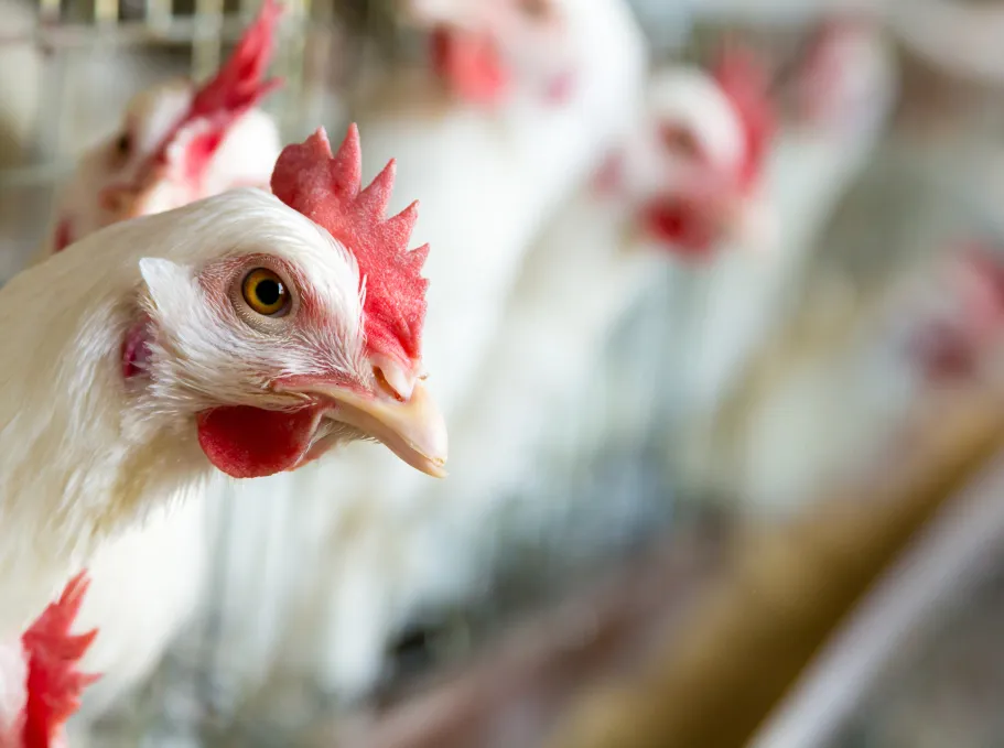 Close up of a white chicken on a farm