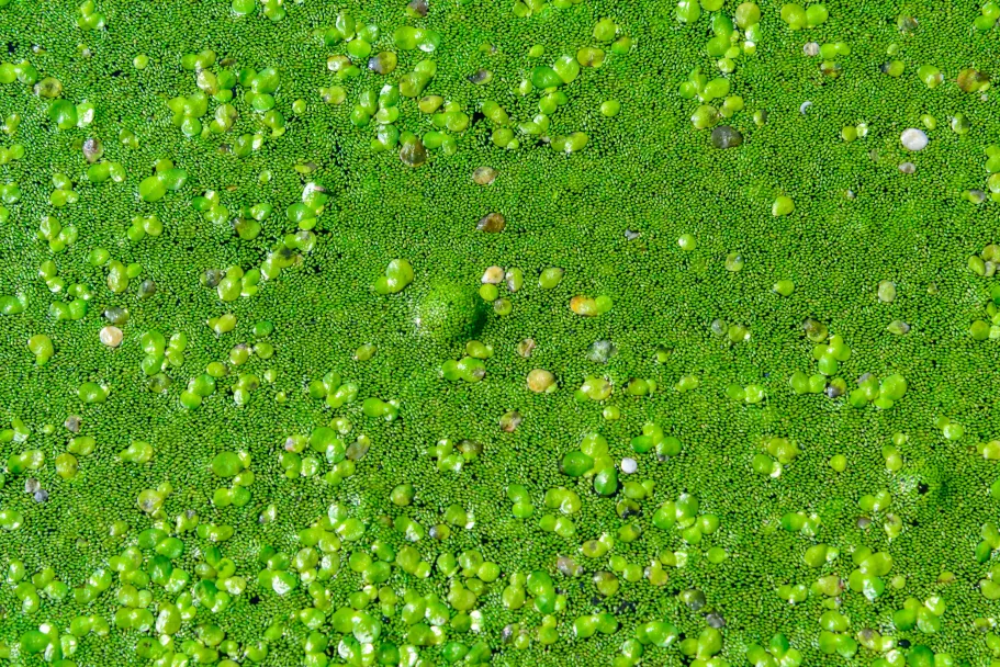 Gelijktijdige stikstof- en fosforcontrole ter beperking van eutrofiëring en cyanobacteriële bloei