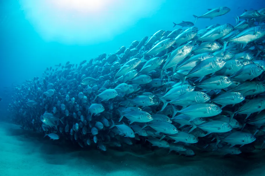What the Fish Leave Behind: Diet-Driven Loops in Recirculating Aquaculture Systems