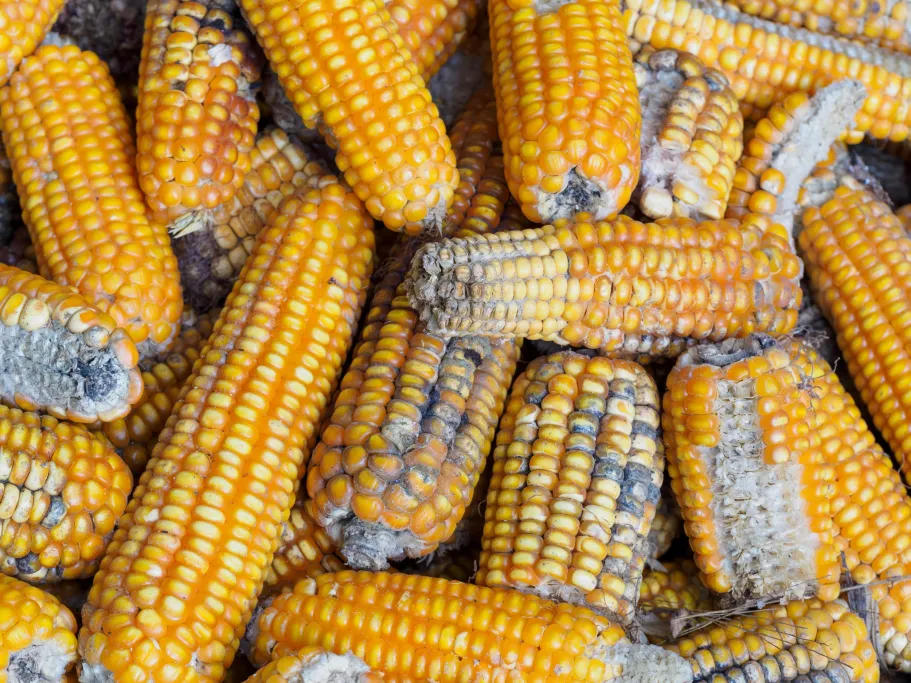 Detecting the Undetectable: DIY sample preparation and infrared spectroscopy for portable mycotoxin analysis