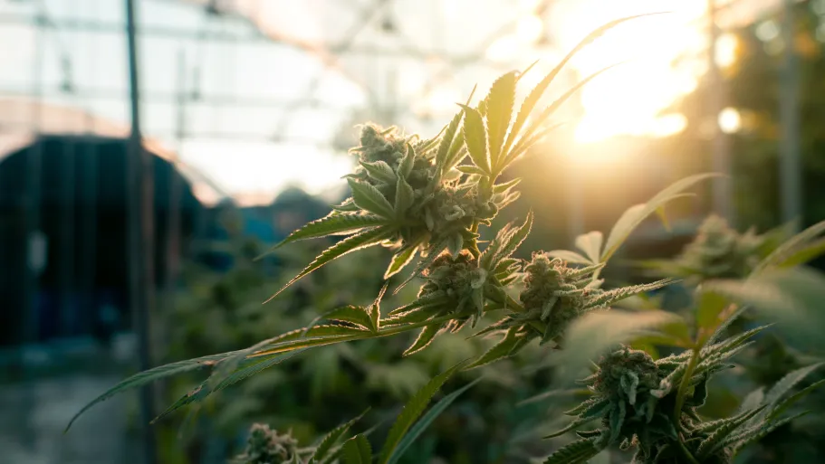 A Portrait Under Ultraviolet: Physiological and Biochemical Responses in Medicinal Cannabis