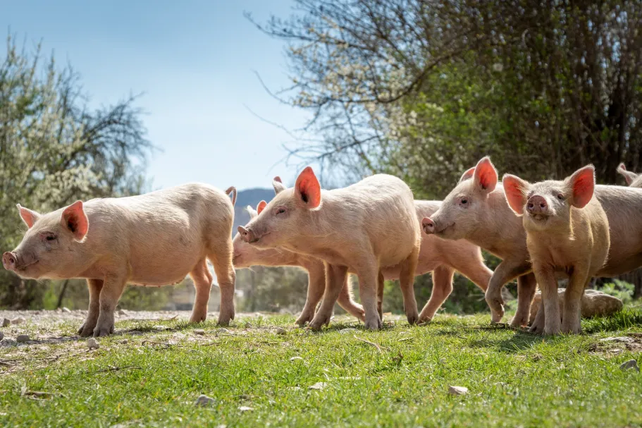 Piglets in a field of green grass