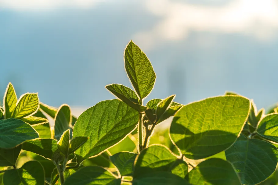 Improving solar-induced fluorescence retrieval from GOME-2 and TROPOMI for long-term vegetation monitoring