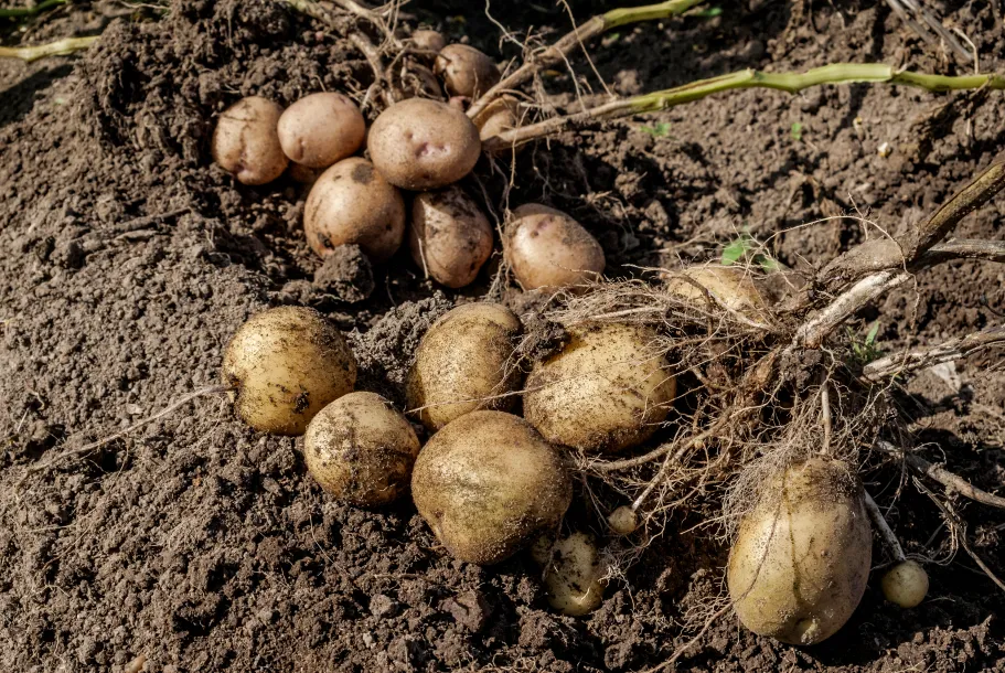 Van bodem tot knol:  Cadmiumopname door aardappelplanten en saneringsmechanismen