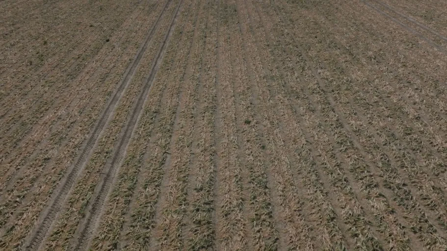 A field of potatoes