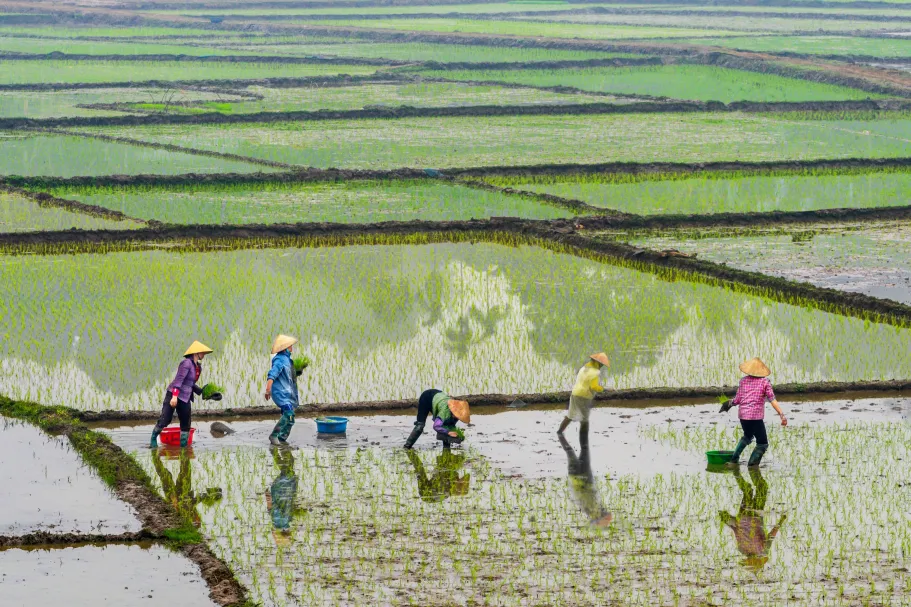Food system transitions in low- and middle-income countries: exploring the Missing Middle in the case of Vietnam