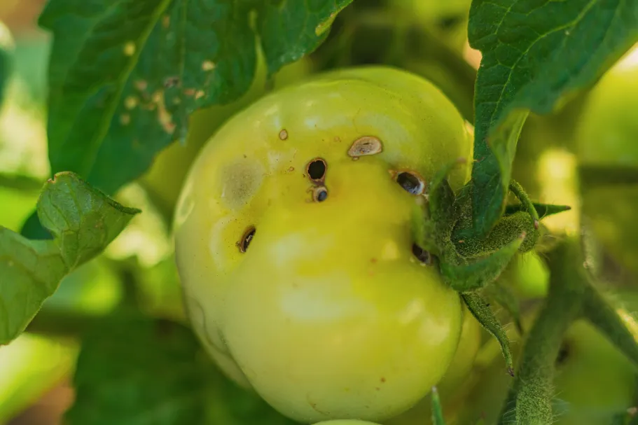 The Pest is in the Past – A physical approach to crop protection