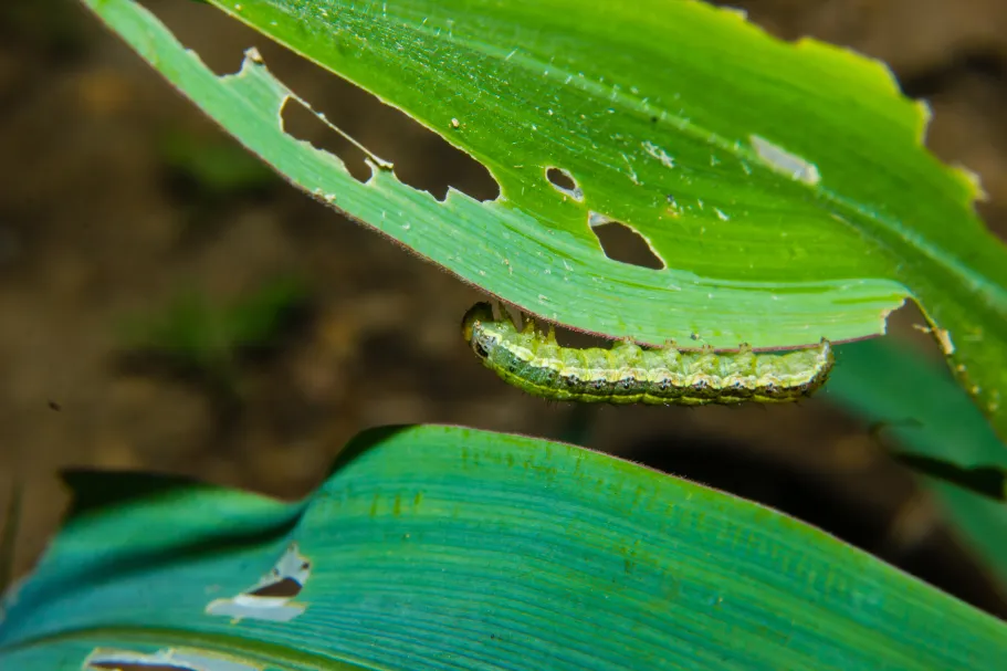 Beheer van Spodoptera frugiperda met behulp van lokale hulpbronnen in kleinschalige maïsteelt in Zambia.