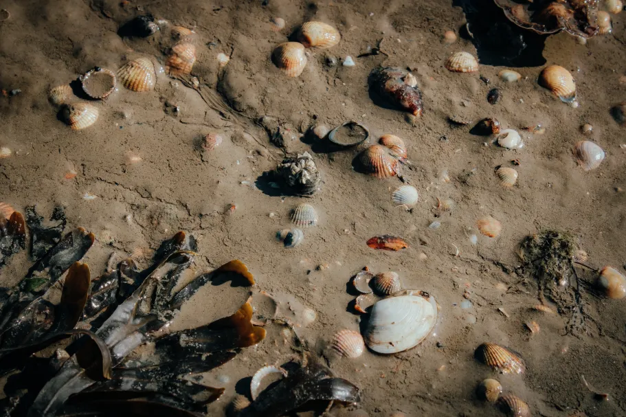 Verbetering van Noordzee biodiversiteitsmonitoring met behulp van nieuwe moleculaire methoden