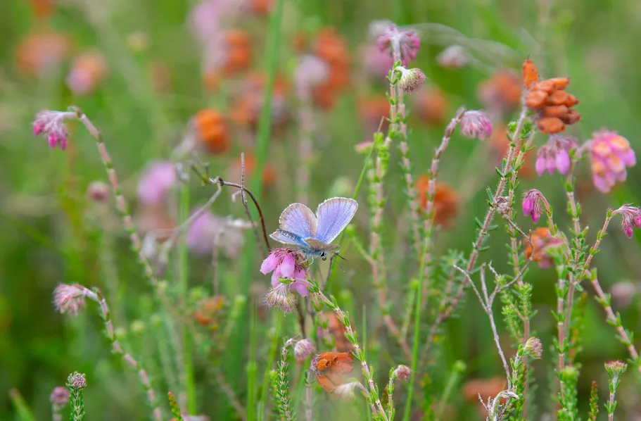 Vlinder veld
