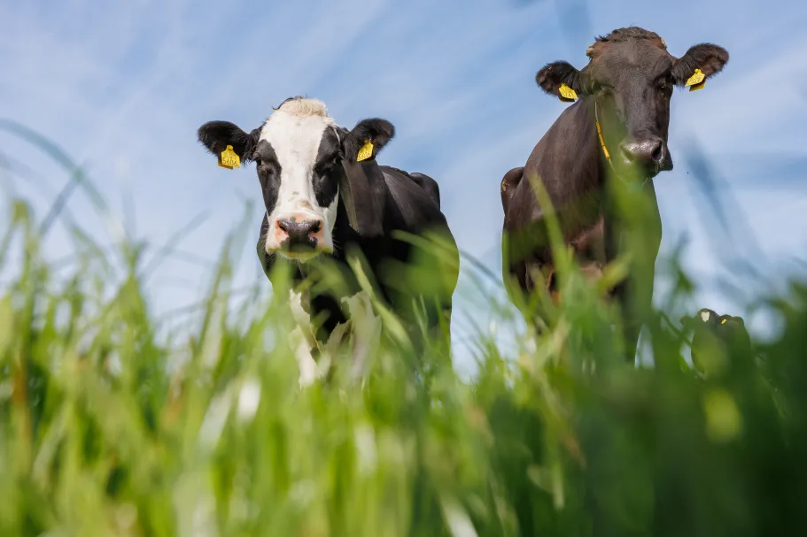 Cows Meadow