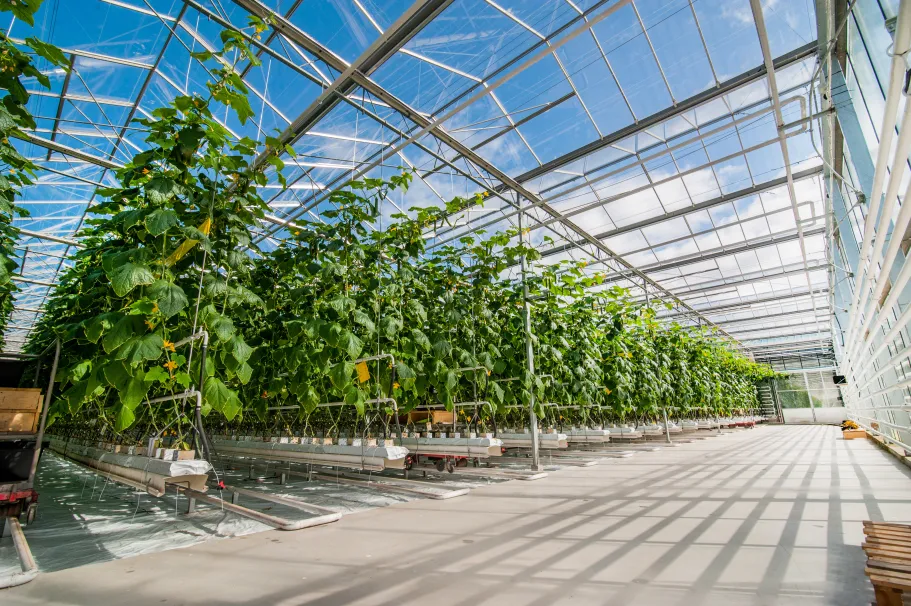 Greenhouse