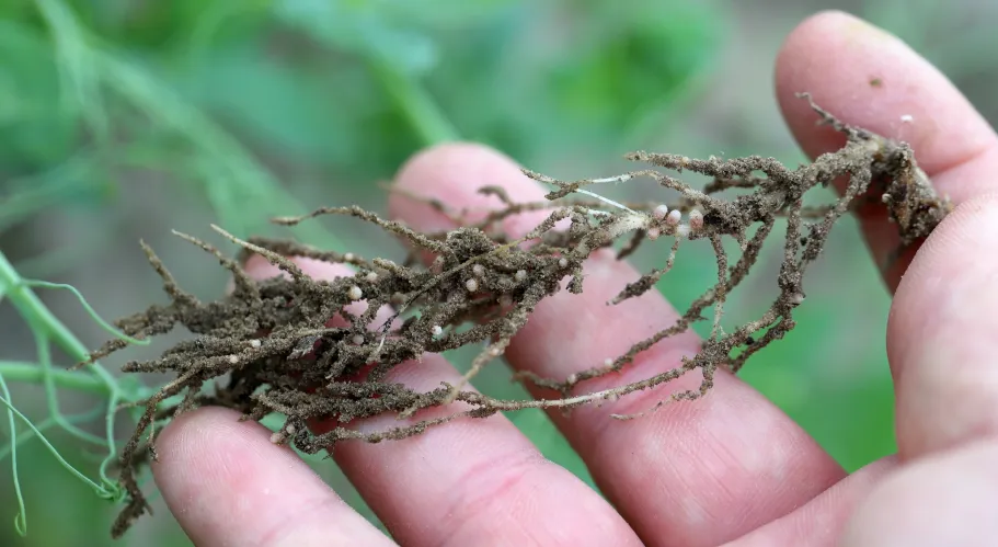 Decoding Nodules – The spatiotemporal hormonal regulation of tissue-specific nodule initiation in Medicago truncatula