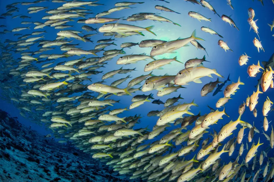yellowtail goatfish