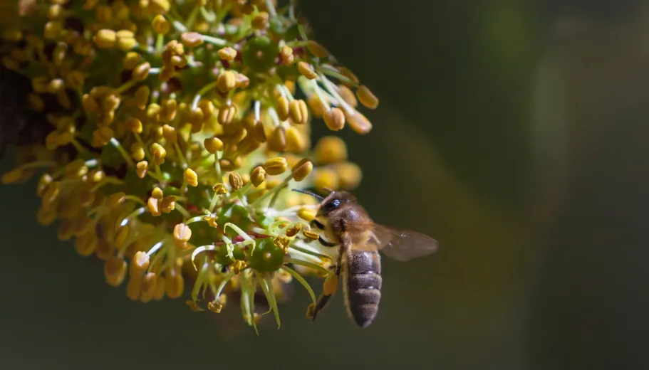Close up of a European dark bee and a flower