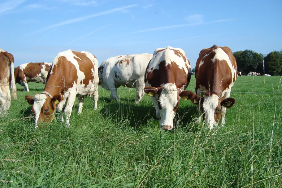 Meuse Rhine Yssel cows in a field
