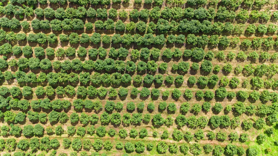 From Perception to Phenotyping: Drone-based Simultaneous Localization and Mapping for Precision Woody Crop Management