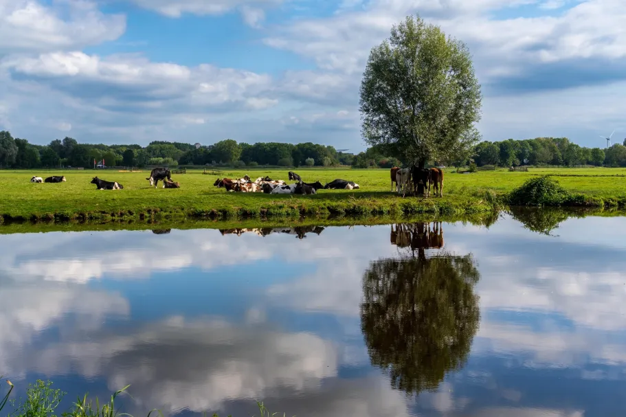 koeien bij water