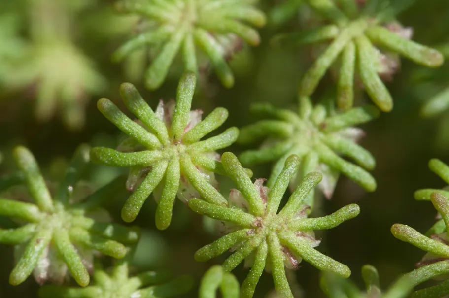 More than a phase – Phase separation and clustering of Auxin Response Factor 2 from Marchantia polymorpha