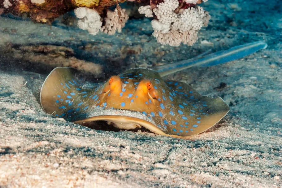 Of Shadows and Wings: Ontogenetic ecology and life-history traits of three skate species in the Northeast Atlantic