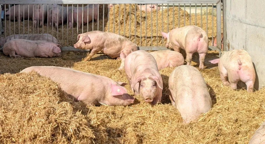 Environmental, genetic and epigenetic regulation of male reproduction in pigs