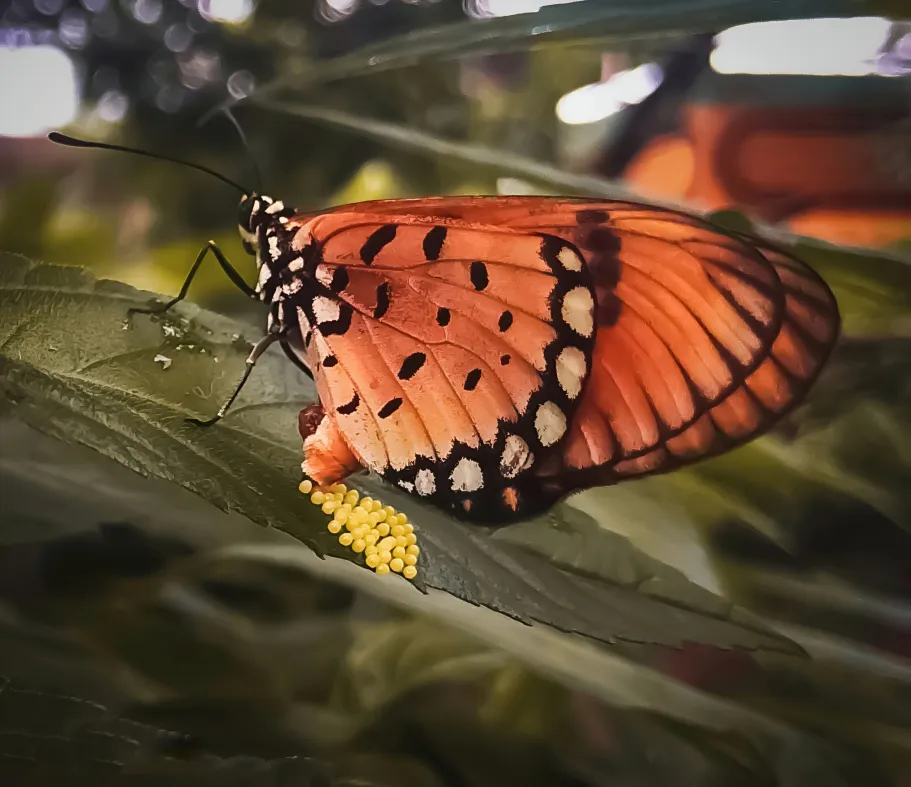 On mating, motherhood, and mortality:  The entangled evolution of butterflies, eggs, and enemies