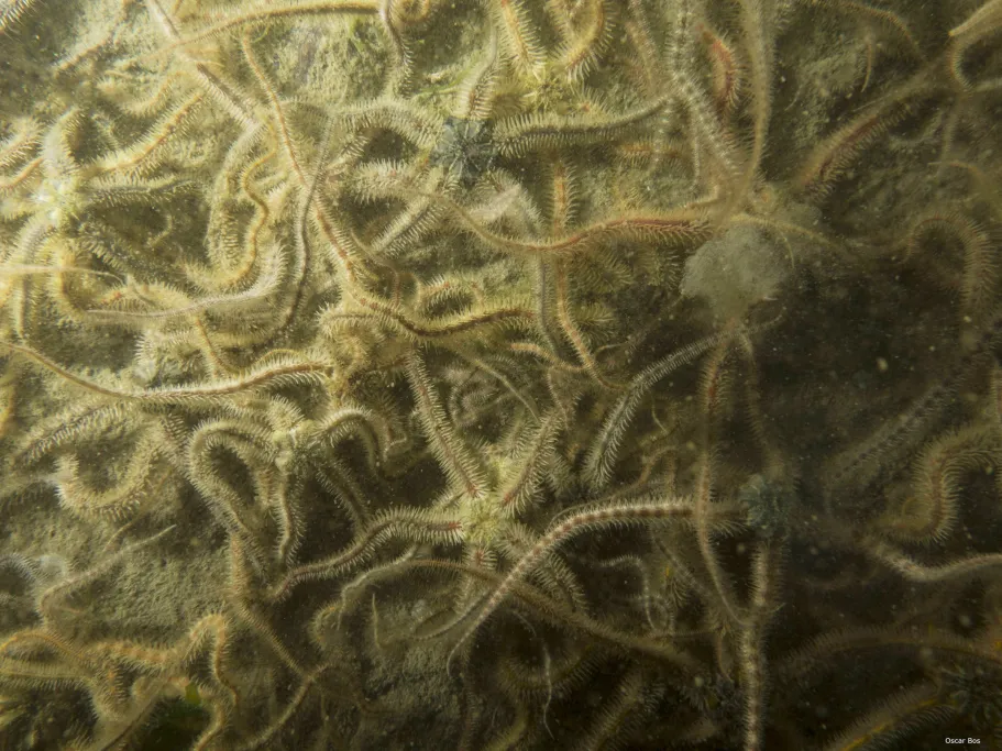 Large number of brittle stars in the sea 