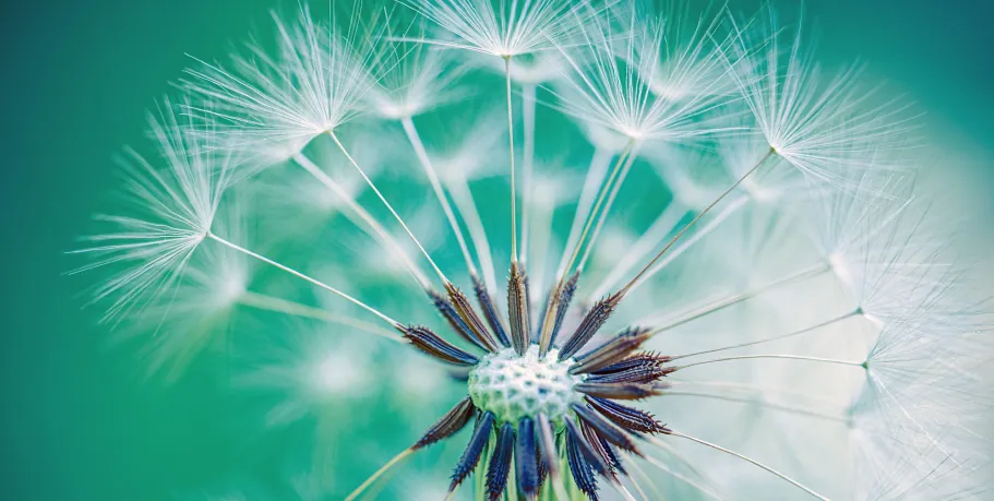 paardenbloem-shutterstock2766208293-2000x1007