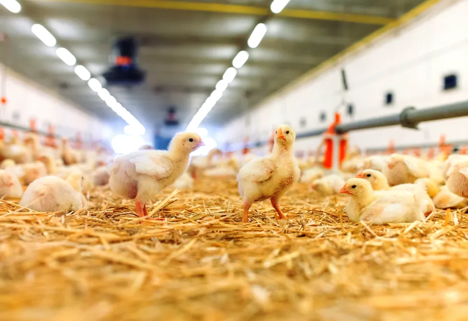 Broilers in a spacious barn.