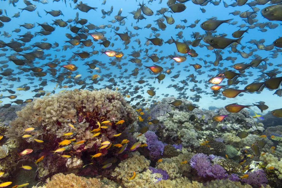 Kenyan reef with a lot of fish