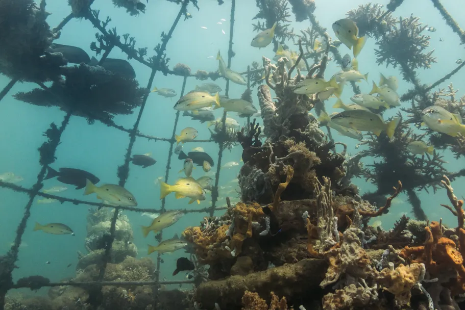 Artificial reef structure and fish