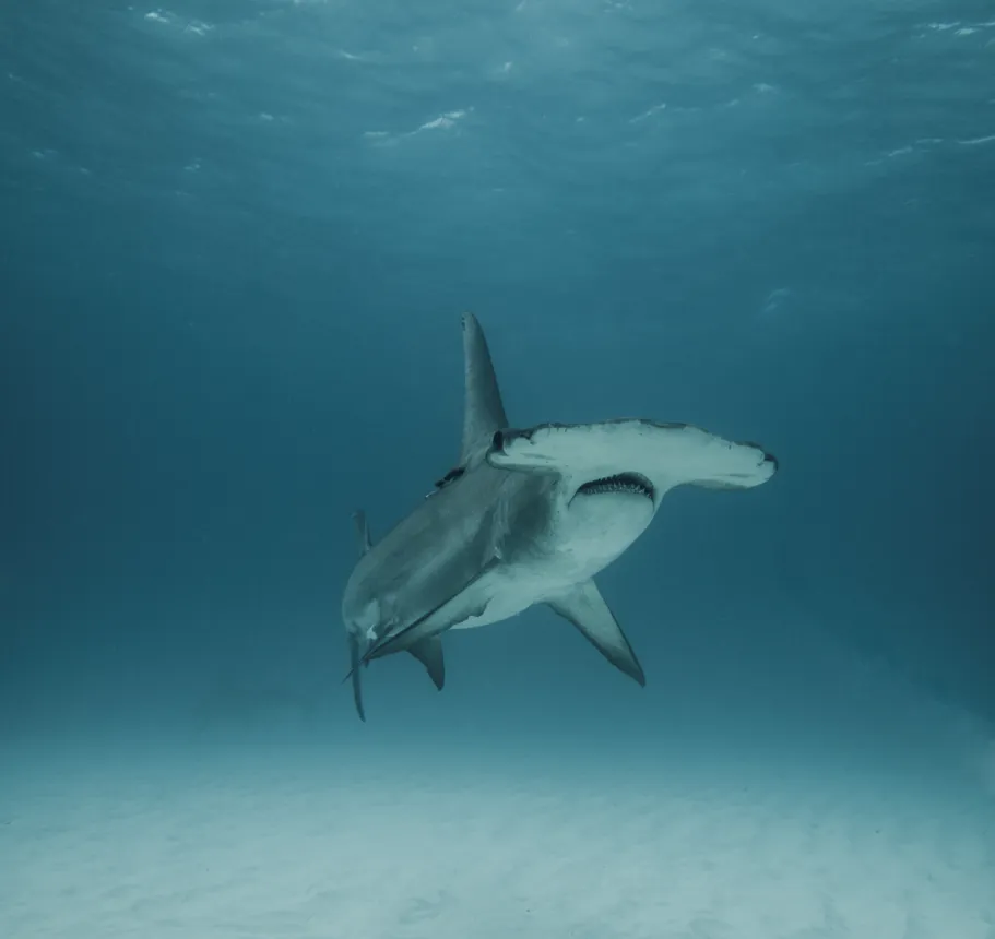 Hammerhead shark