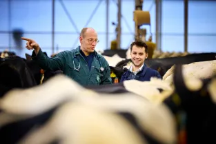 Twee mannen staat the praten tussen de koeien in een koeienstal