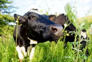 Close-up van een zwart witte koe