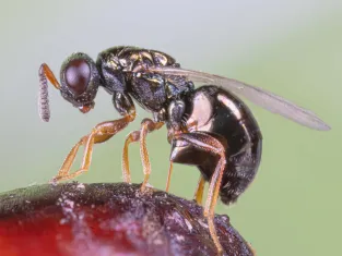 The parasitic wasp Nasonia vitripennis lays her eggs in a fly pupa