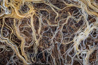 Sturing van het rhizobiome: multitrofische en stadiumafhankelijke responsen op gediversifieerde teeltsystemen
