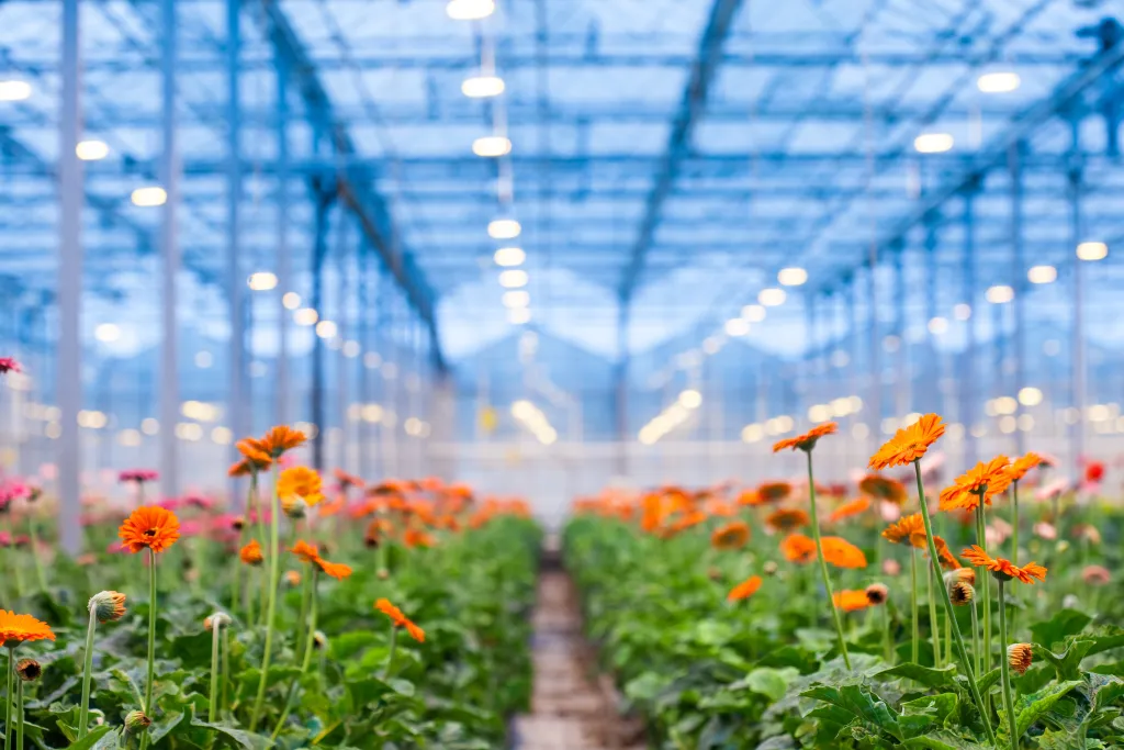 Greenhouse with flowers