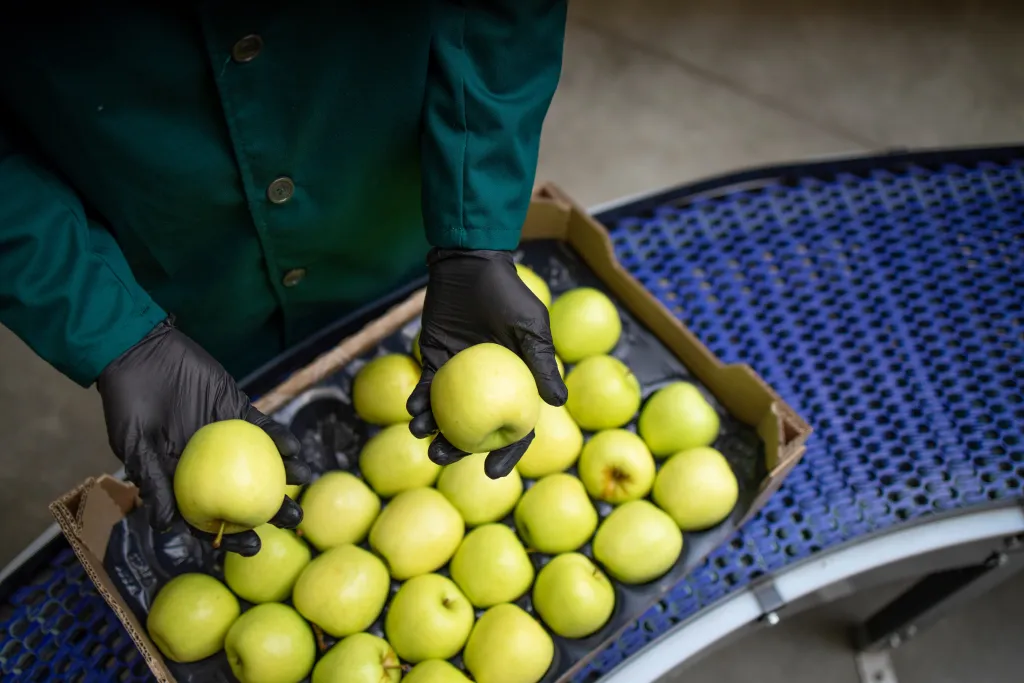 Groene appels worden geinspecteerd op een transportband.