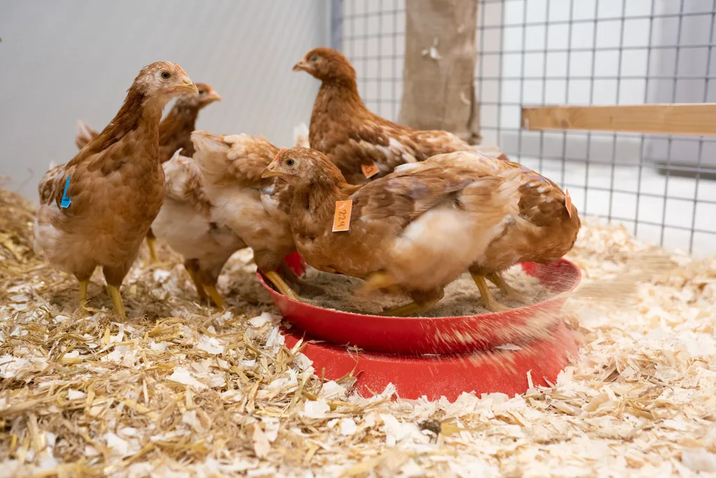 Research into avian influenza vaccine at WBVR animal facilities in Lelystad
