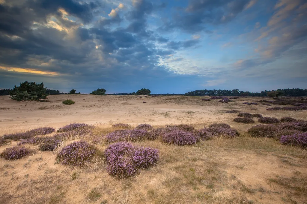 heide-veluwe-shutterstock_287030492-1500x1000