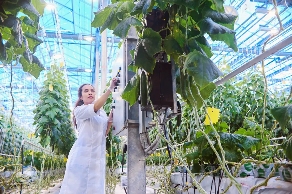 Young female scientist checking quality of vegetables in big, modern greenhouse