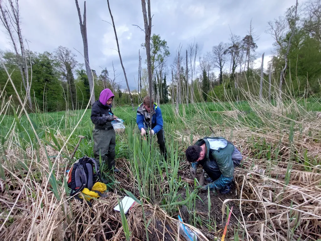 Fieldwork beavers can turn riverbeds into powerful carbon sinks