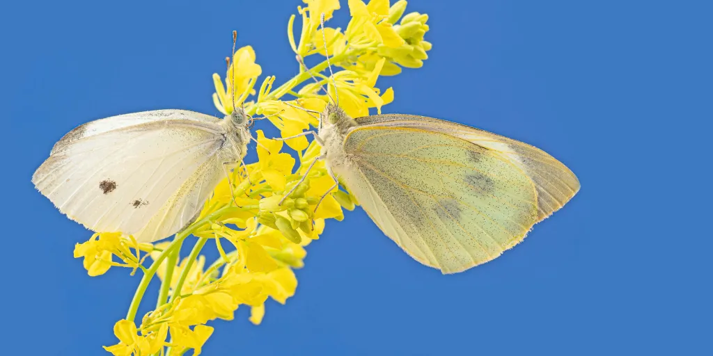 Portrait of the small (left) and large (right) cabbage white butterflies