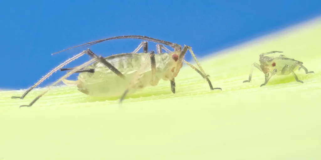 Sitobium-Avenae-EnglishGrainAphid