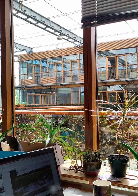 office window with plants on the windowsill